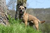 BORDER TERRIER 088